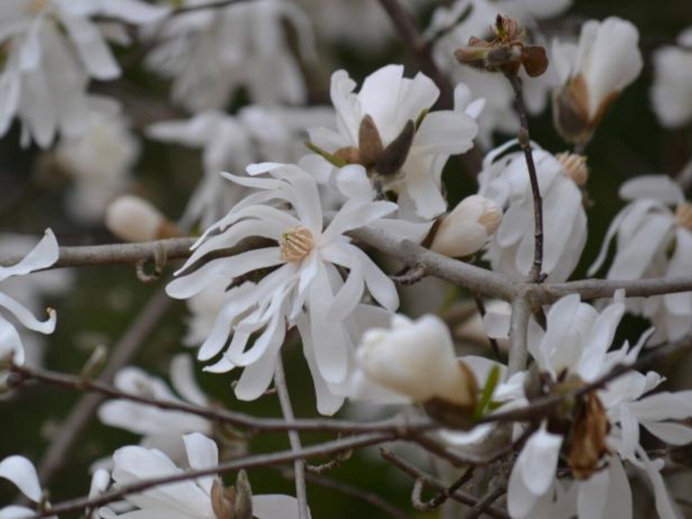 Magnolias can pull the South northward