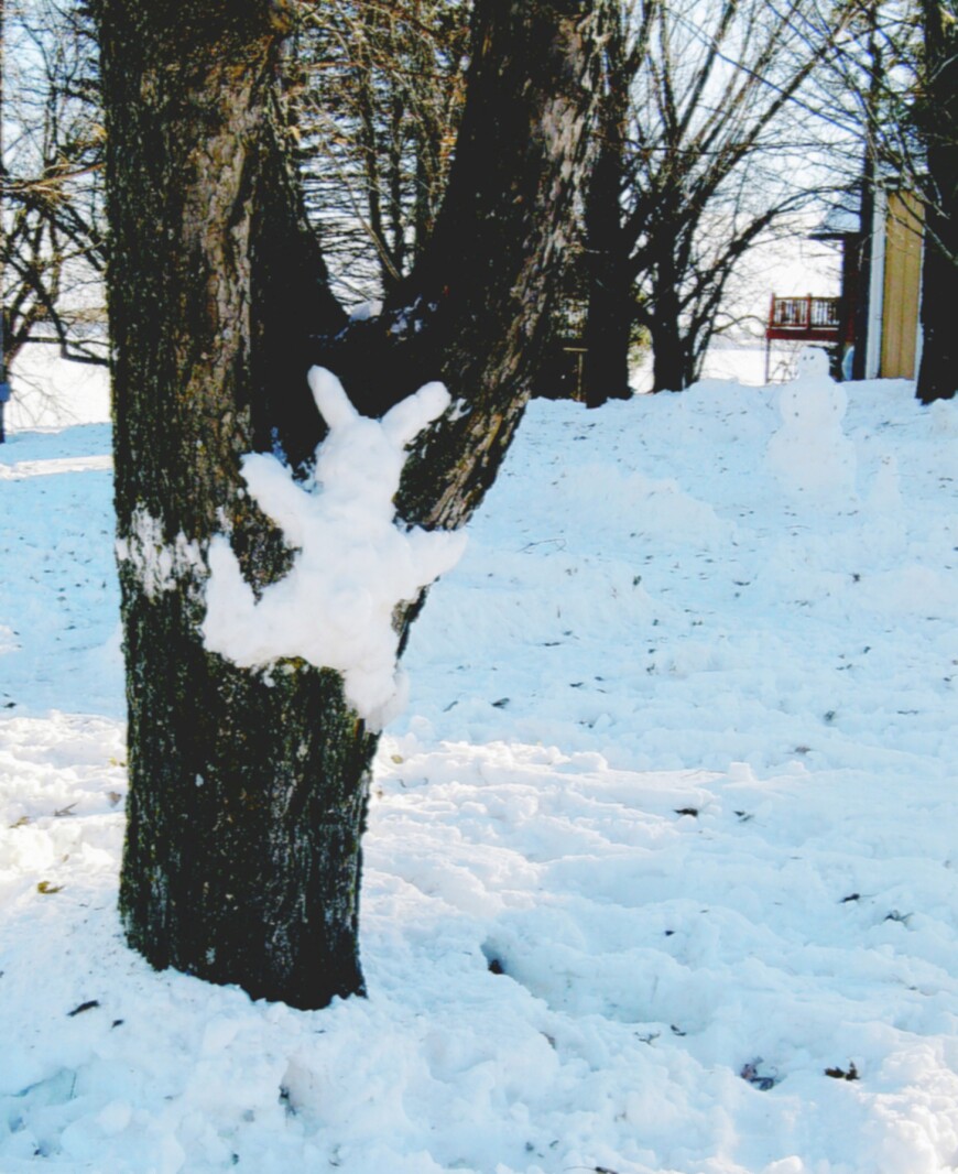 Photo of the Week - Snow bunny rabbit - Alexandria Echo Press | News ...