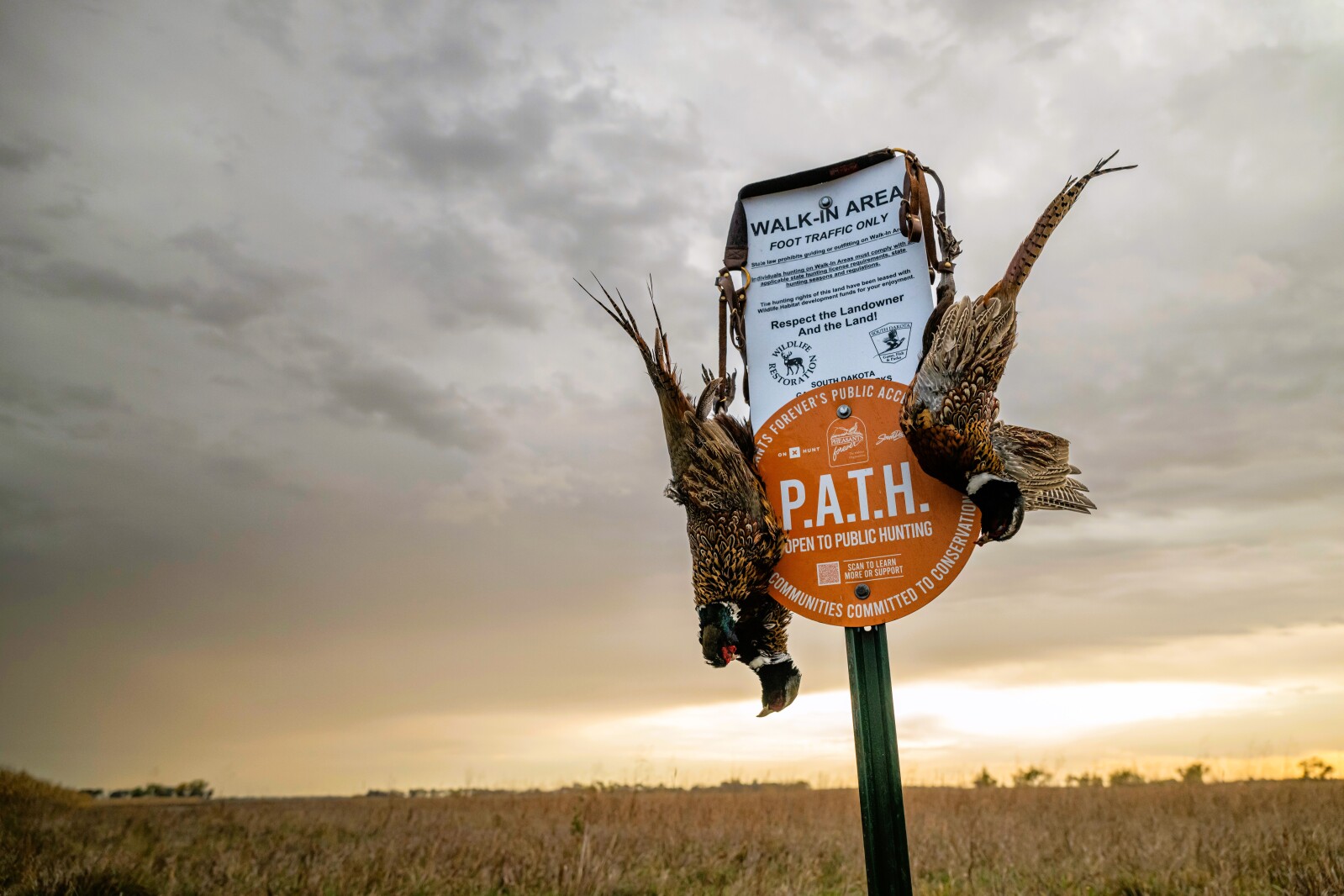 Pheasants Forever, onX Hunt unveil new public access program in North Dakota