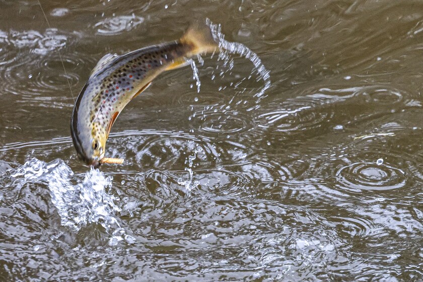 Warm winter, later opener leaves Brule River fishing uncertain - Duluth  News Tribune