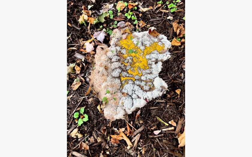 Gardener_dog vomit slime mold.jpg