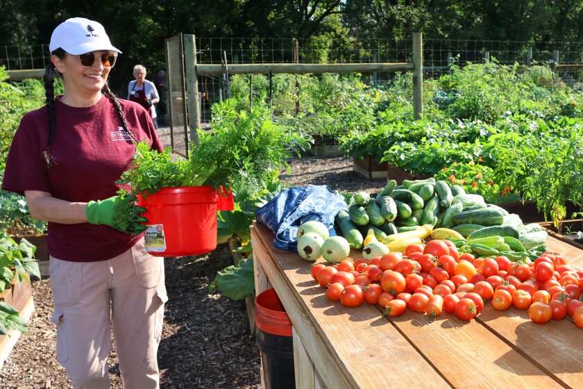 Crow Wing County Master Gardener Intern Jennifer Smith brings produce she picked to the table on Thursday, Aug. 21, 2025, at the Northland Arboretum. The food harvested Thursday weighed 100.5 pounds and was set to go to the Salvation Army.