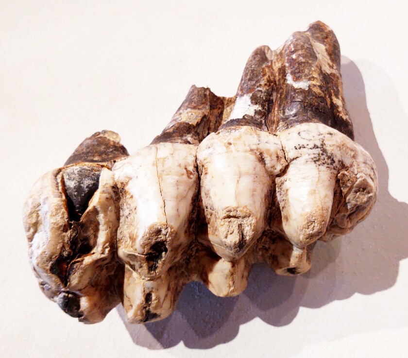Bones4.jpg