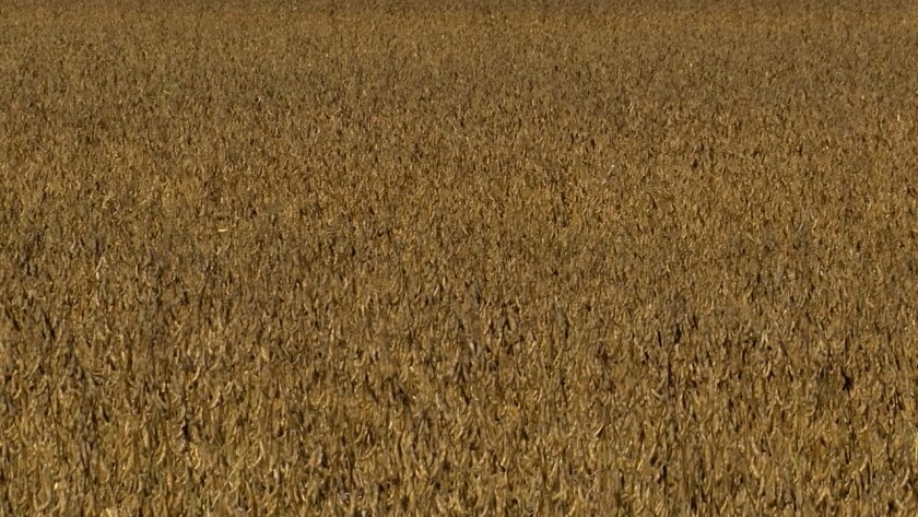 Wide Soybeans.jpg