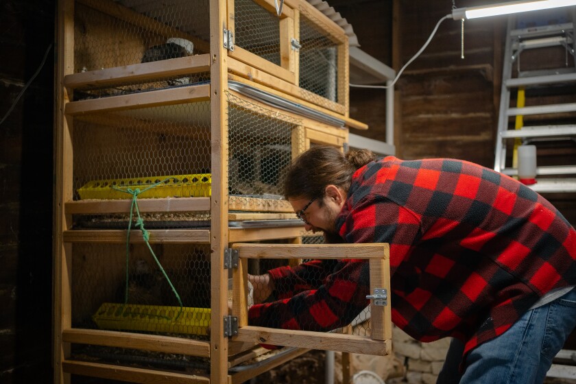Raising quail