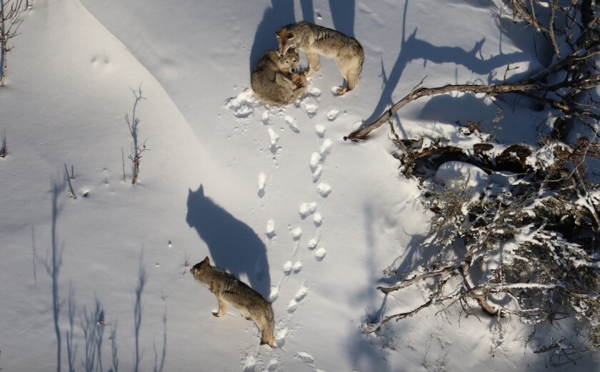 Three Isle Royale wolves
