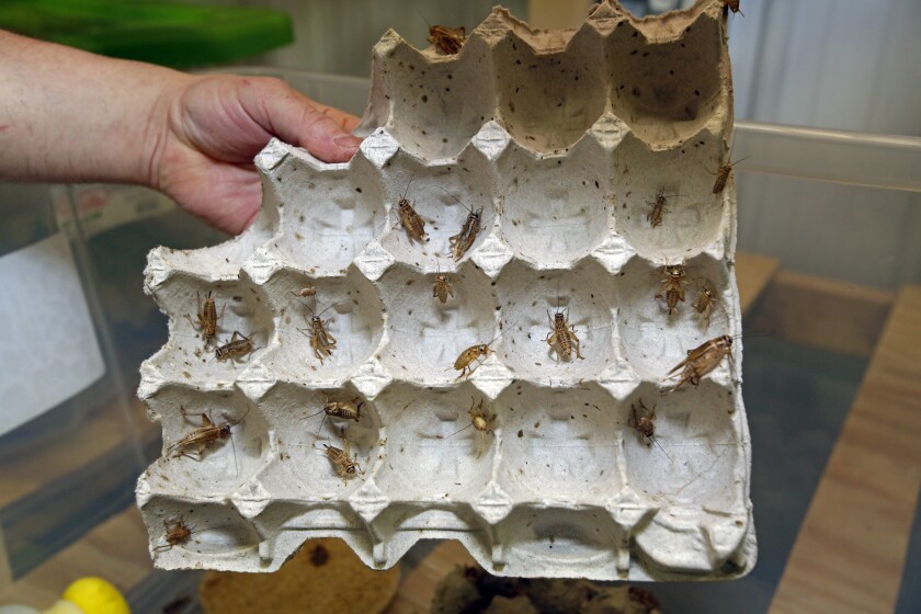 022221.B.FF.CRICKETFARM-reviers.02.jpg