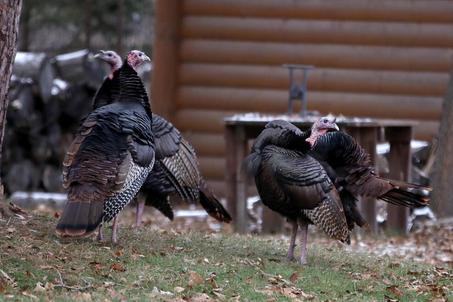 Turkeys In Minnesota Photos: Wild turkeys preen in Superior - Duluth News Tribune | News ...