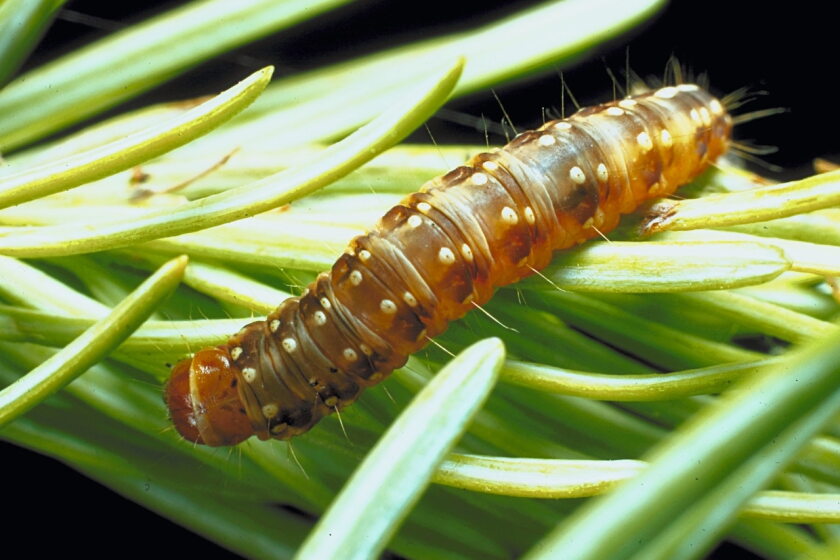 Morp Insects More heat, more drought, more insects hammer Minnesota forests - Duluth ...