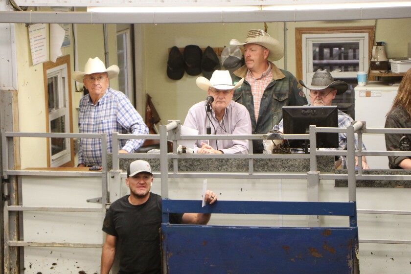 092021.AG.CattleDroughtRainCountermovesII09.jpg