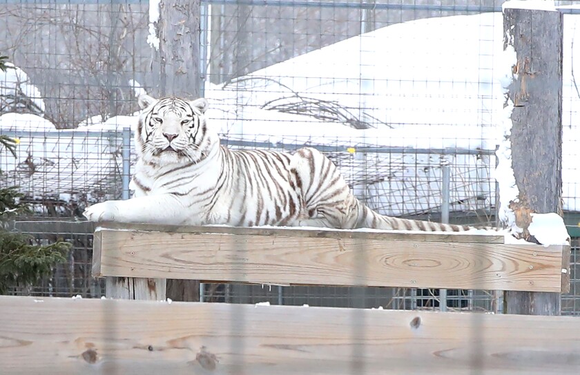 A white tiger rests on a perch in its habitat