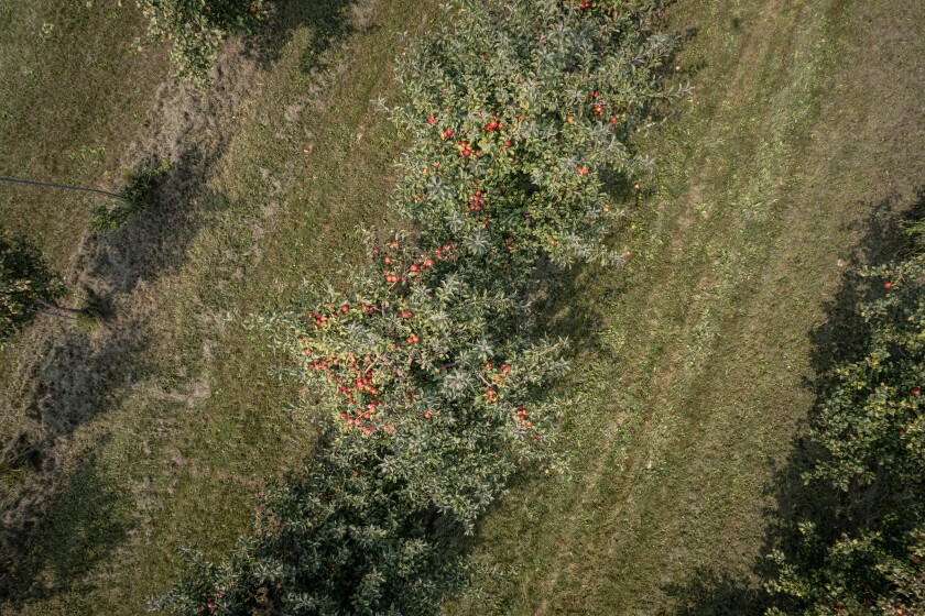 Sekapp Orchard