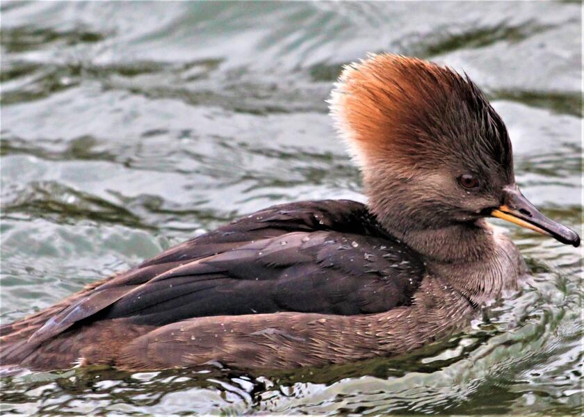 hooded-merganser-6913476.jpg