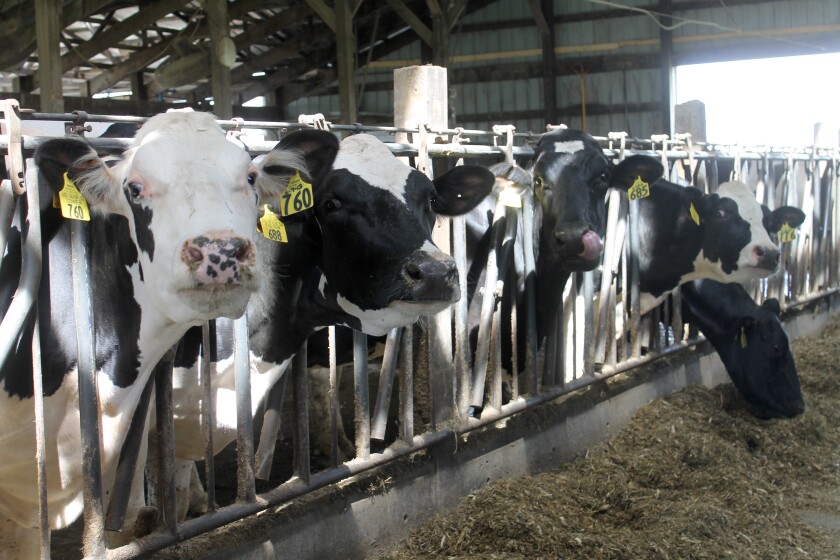 Diary cows (multiple)