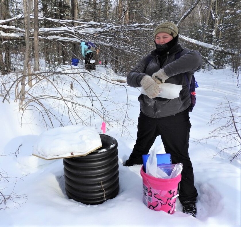 Ally Moser Scott (back) and Sarah Nagel continued to check their small mammal trap line despite the recent bitter cold. Photo by Emily Stone