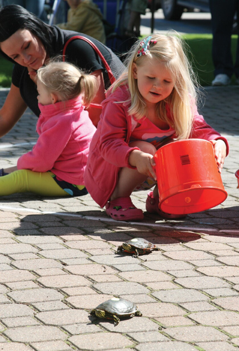 Perham Turtle Races Family-fun race may be the slowest in the county - Detroit Lakes ...