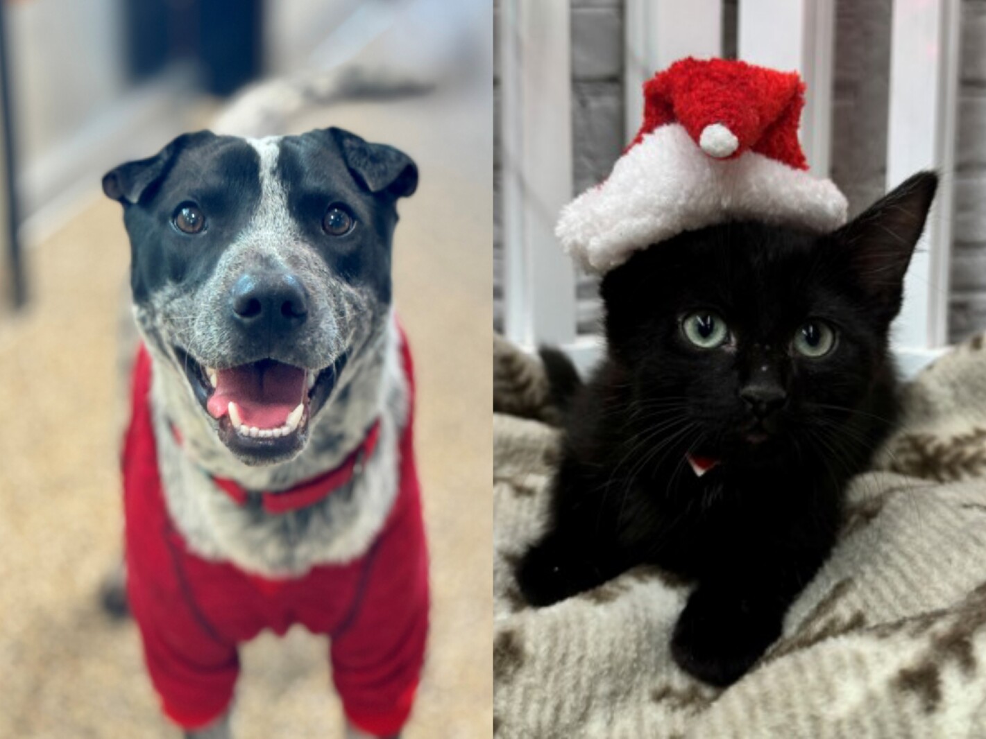 Pets of the Week: Meet Ocho and Grinch - Brainerd Dispatch