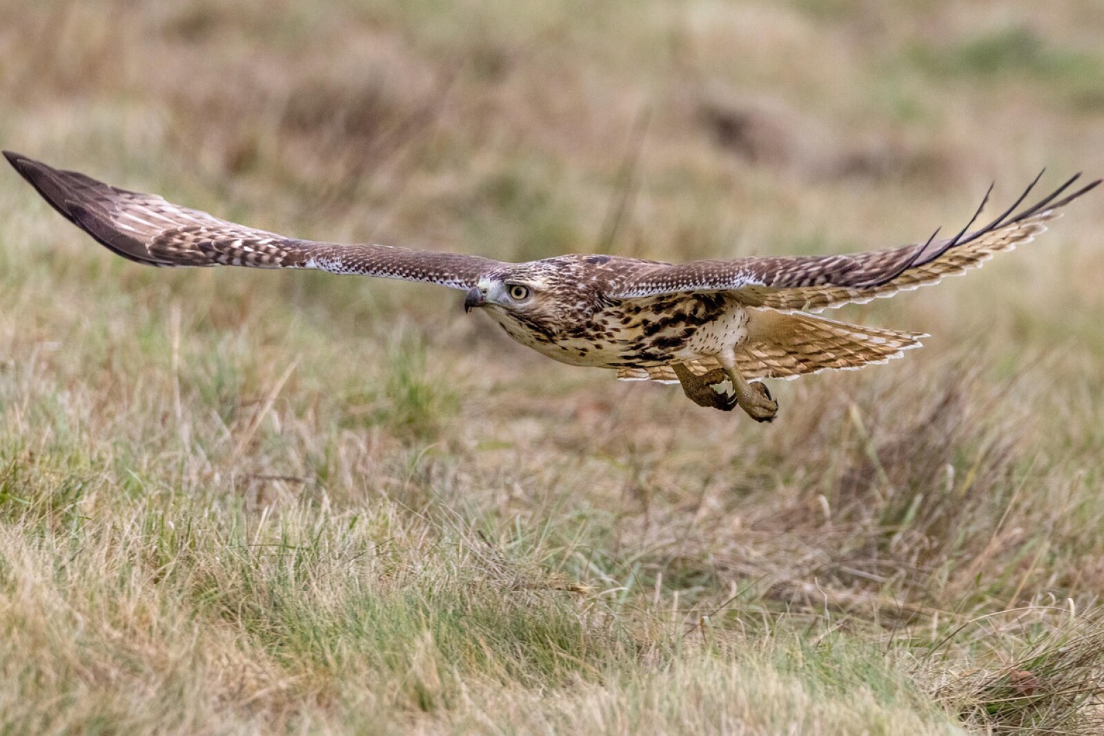 Unique Raptors Blane Klemek Outdoors: Red-tail hawks are distinctive, widespread and ...
