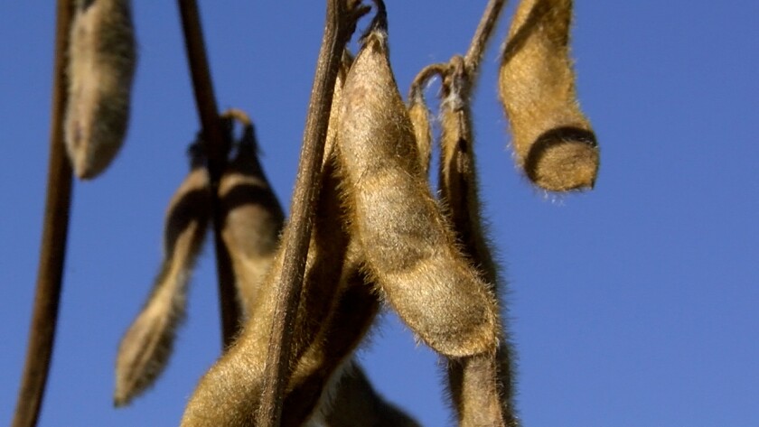 Tight Soybean.jpg