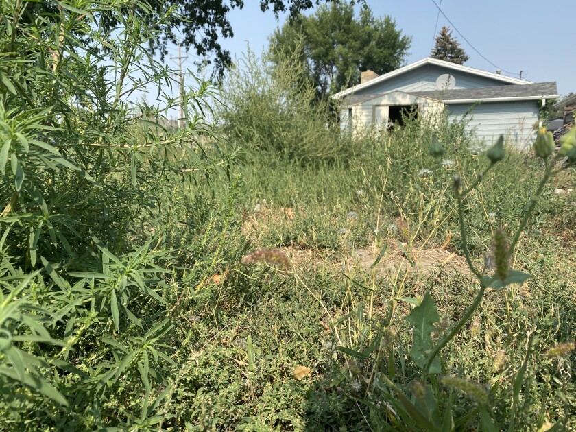 Weeds