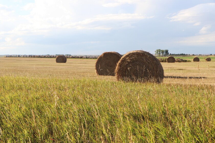 Large round bales litter a part of a 240-acre parcel of native prairie, with uncut prairie grass in the foreground.