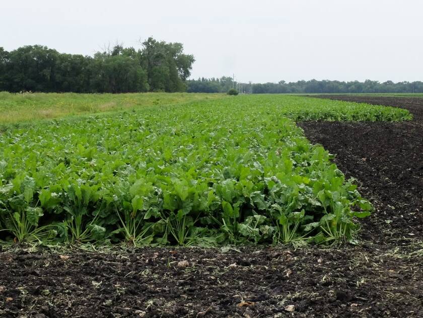 mprsugarbeets2.jpg