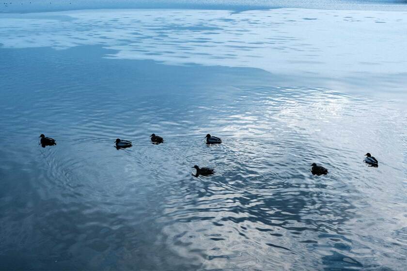 121122-mallards-ice-forming-shutterstock.jpg