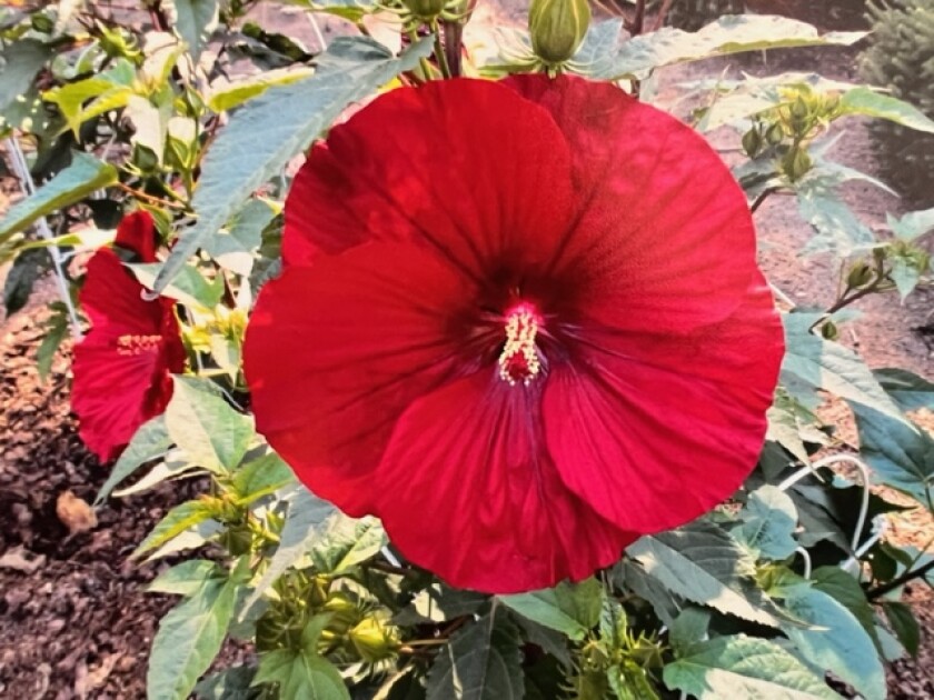 Carr Hibiscus.jpg