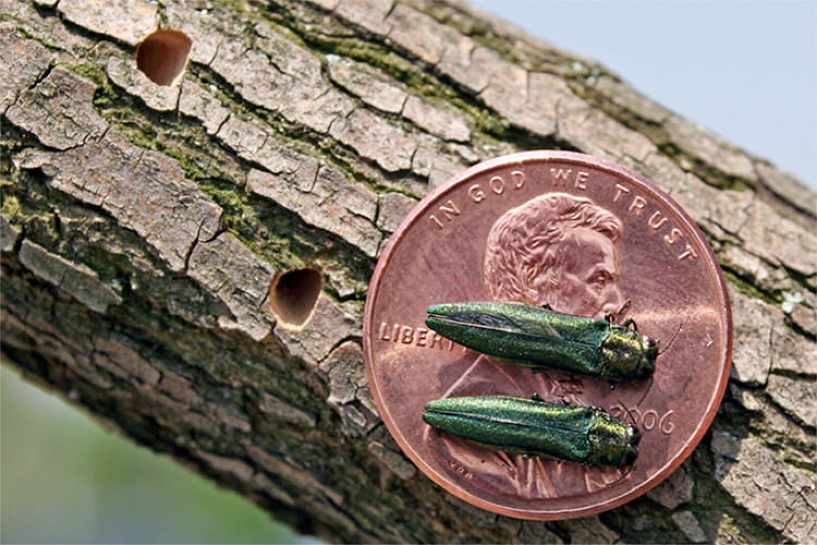 Emerald ash borer found near Mapleton, North Dakota