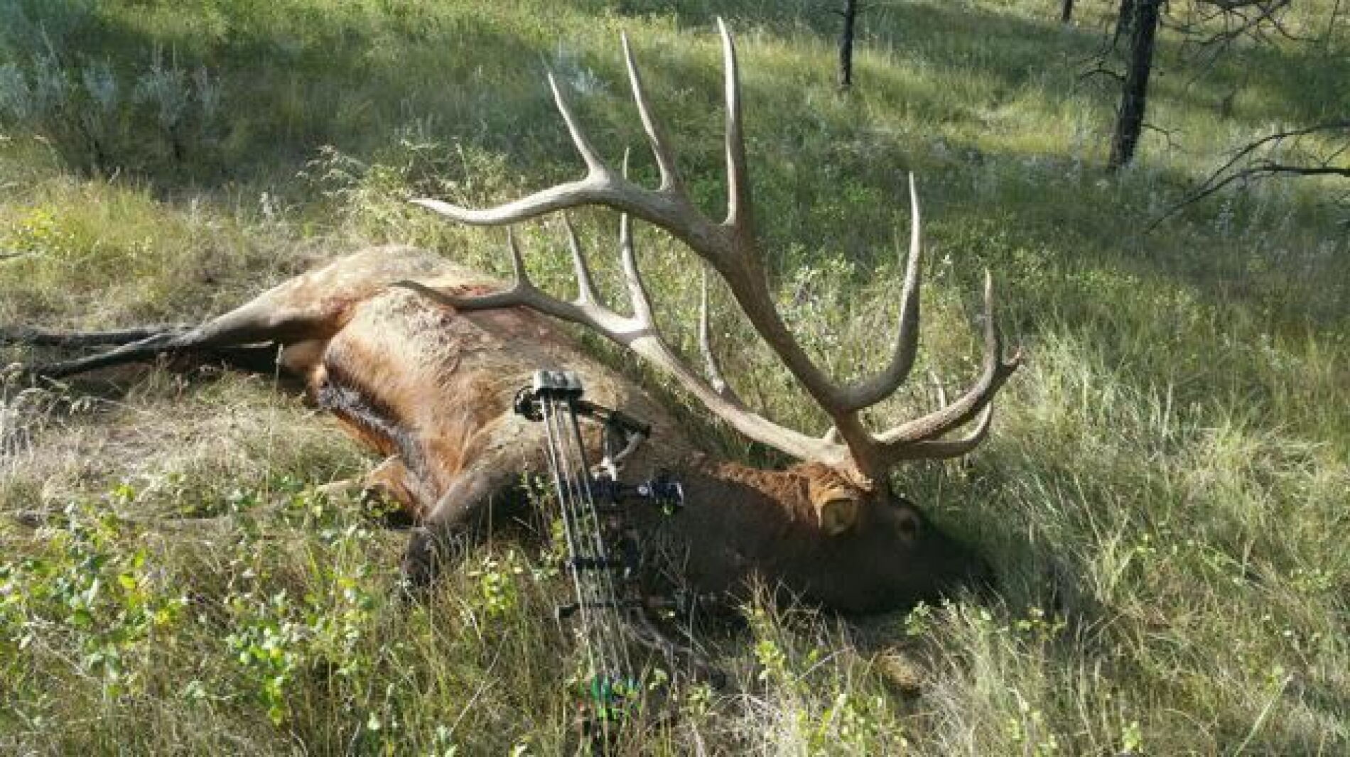 4 Point Elk Possible world record elk shot by Montana archer; location a secret