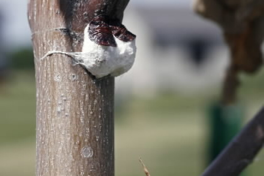 Maple Scale Pests hitting area maples a lot harder - InForum | Fargo, Moorhead and ...