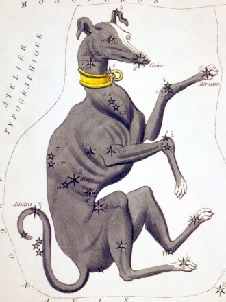 In this depiction of Canis Major from the early 19th century star atlas Urania's Mirror, Sirius represents the canine's nose.