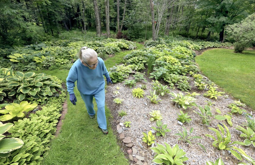 Dolores McCreedy, 85, walks up a path between garden beds full of hostas. “I’m not quite 5-foot, but they come up to half my waist, and some of them are so little that they’re not bigger than a spool of thread,” she said. Steve Kuchera / skuchera@duluthnews.com