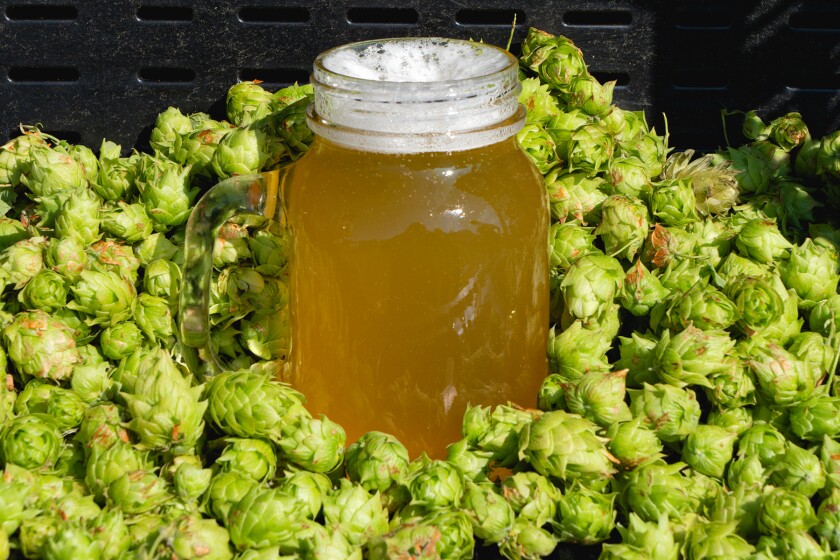 091722.B.FF.MAINLINEHOPS.2