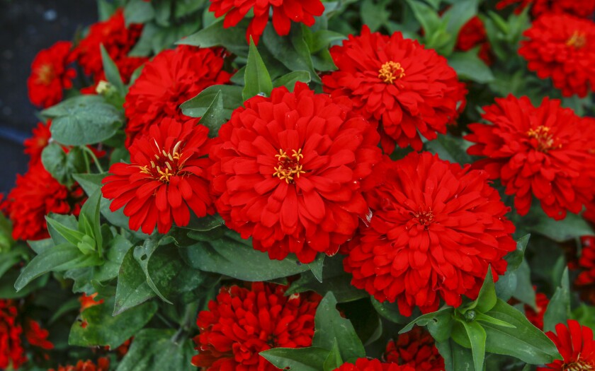 090120.F.FF.GROWINGTOGETHER.1.jpg