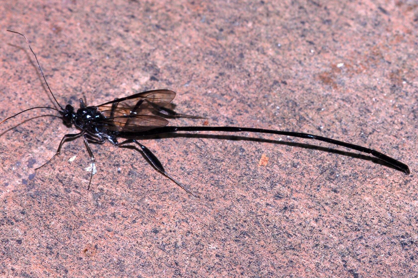 Northland Nature: That strange insect in the yard, explained - Duluth ...