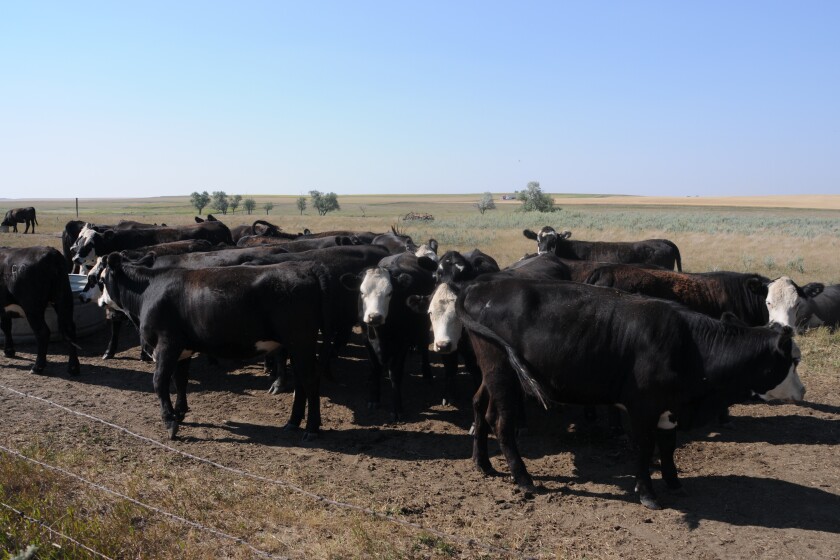 Grazing in cattle country