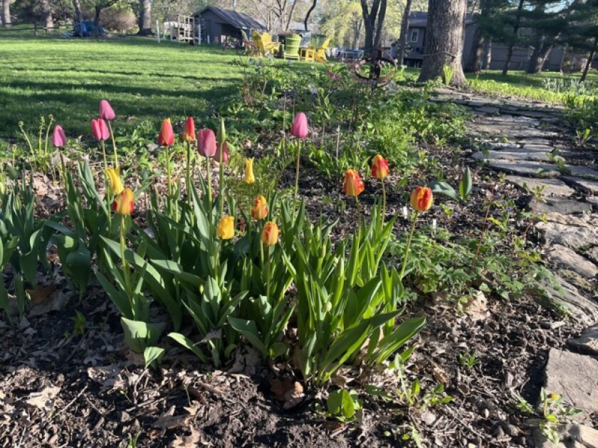 Tulips in bloom in a flower bed
