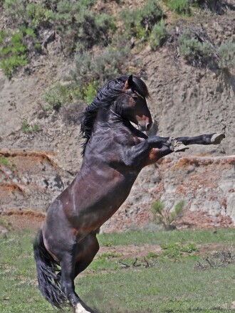 remington1.jpg