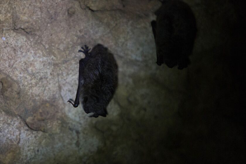 mystery-cave.jpg