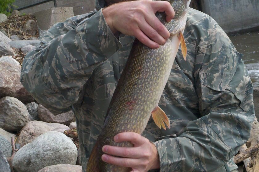 Ray Taylor northern pike