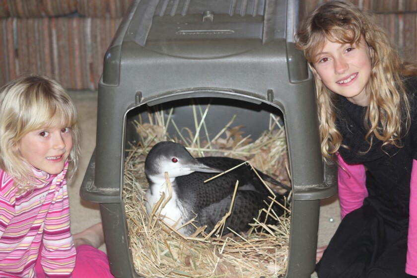 Loon rescuers