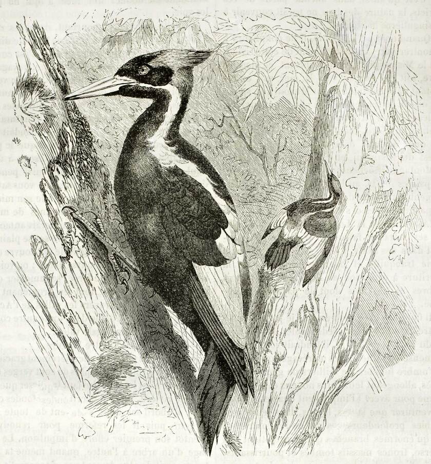 ivory-billed-woodpecker-shutterstock.jpg