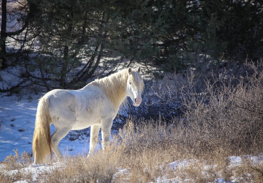 Gray Ghost Winter.jpg