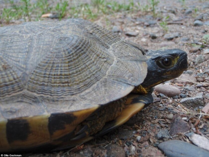 060521.O.DNT.turtlesC3