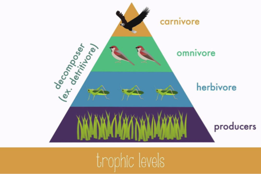 Commentary: Insects play a big role in the food web Biology Diagrams
