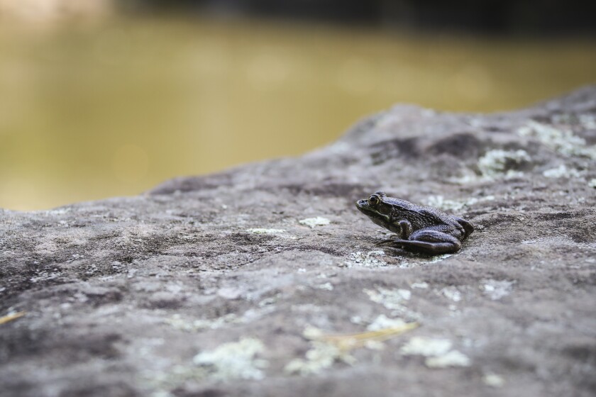 Common wood frog