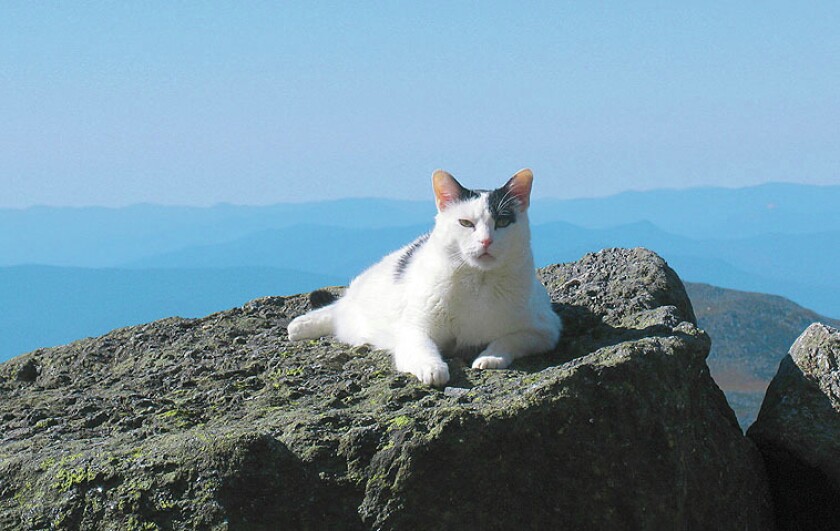 Nin the cat