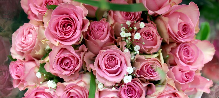 PHOTOS: Roses await loved ones as Valentine's Day draws near in ...