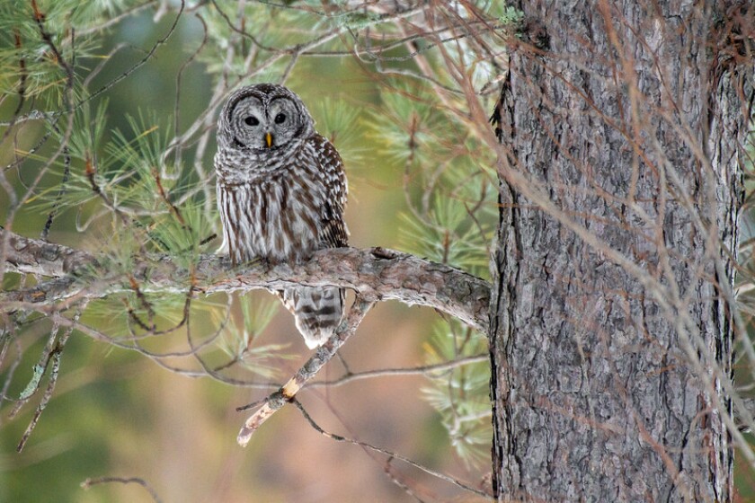 brown and white patterned bird sits on pine tree branch